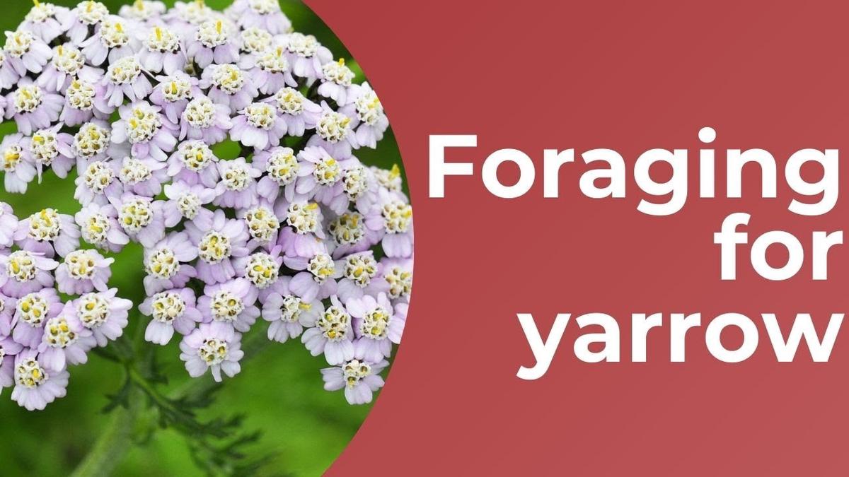 'Video thumbnail for Foraging Yarrow | Foraging Medicine | Herbs'