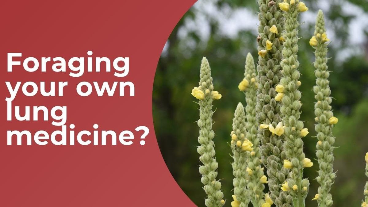 'Video thumbnail for Using mullein as medicine (Mullein is the best natural lung medicine!)'