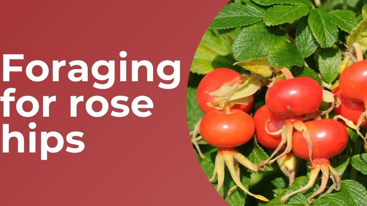 'Video thumbnail for Foraging For Wild Rose Hips'