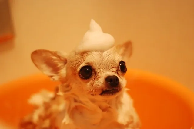 DIY dog shampoo is an easy way to avoid using chemicals on your pets.
