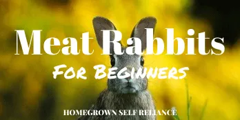 Raising Meat Rabbits for beginners