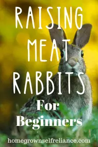 Raising meat rabbits is a great way to increase your self reliance! Consider raising rabbits to feed your family delicious, homegrown meat any time of the year! #meatrabbits #selfreliance #homesteading
