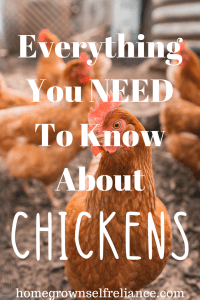 Do you want to raise backyard chickens? Here is everything you need to know, before you start! #backyardchickens #chickens #farmlife