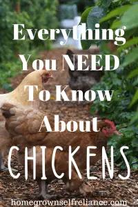 Do you dream of having backyard chickens? Here is everything you need to know before you get started! #backyardchickens #chickens #farmlife #homesteading