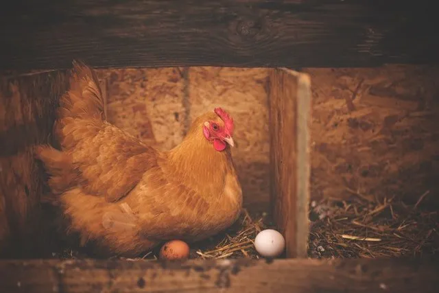 Raising chickens for beginners
