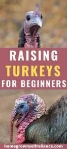 Do you want to raise turkeys, but don't know where to start? Here is a complete guide to raising happy, healthy turkeys. #turkeys #selfreliance