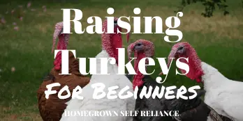 Raising turkeys for beginners