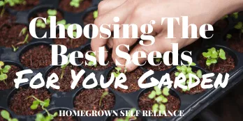 Choosing the best seeds for your garden