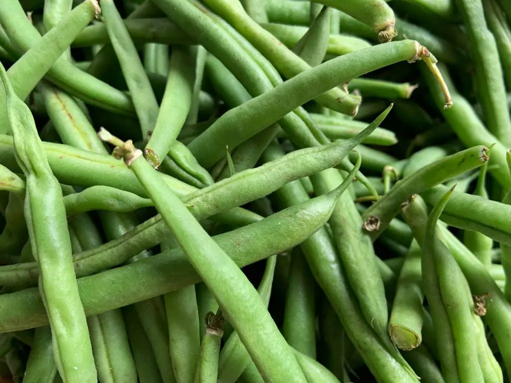 Green beans are productive fast growing vegetables