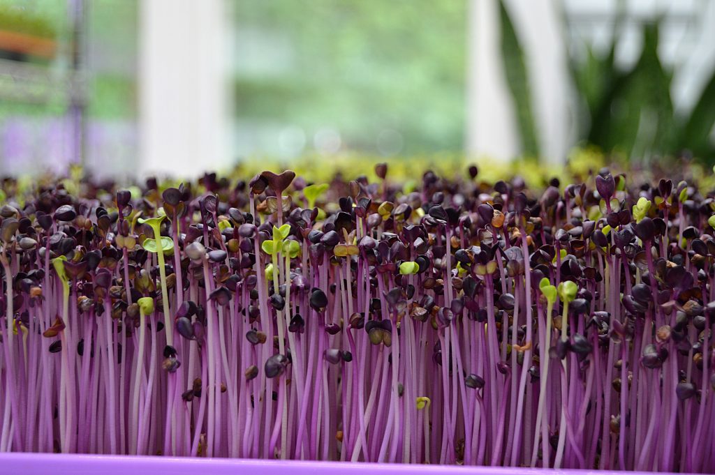 Microgreens are the ultimate fast growing vegetables