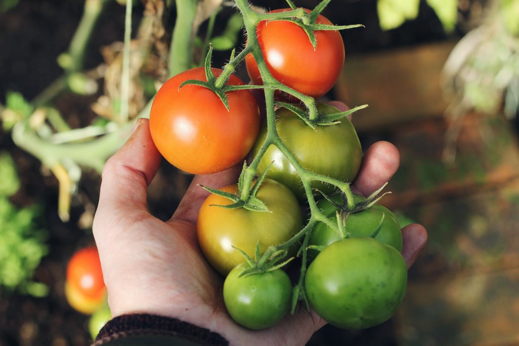 High-yield tomatoes to maximize your garden space