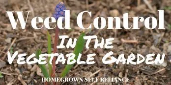 Weed control in the vegetable garden