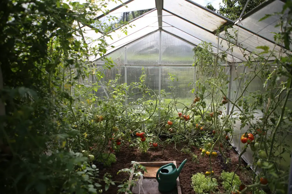 Use greenhouses to get another harvest after garden failures
