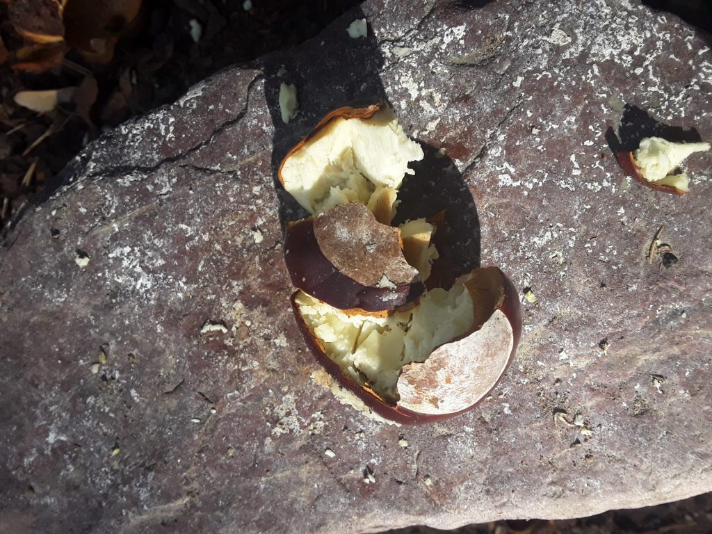 Horse chestnut smashed to make laundry soap