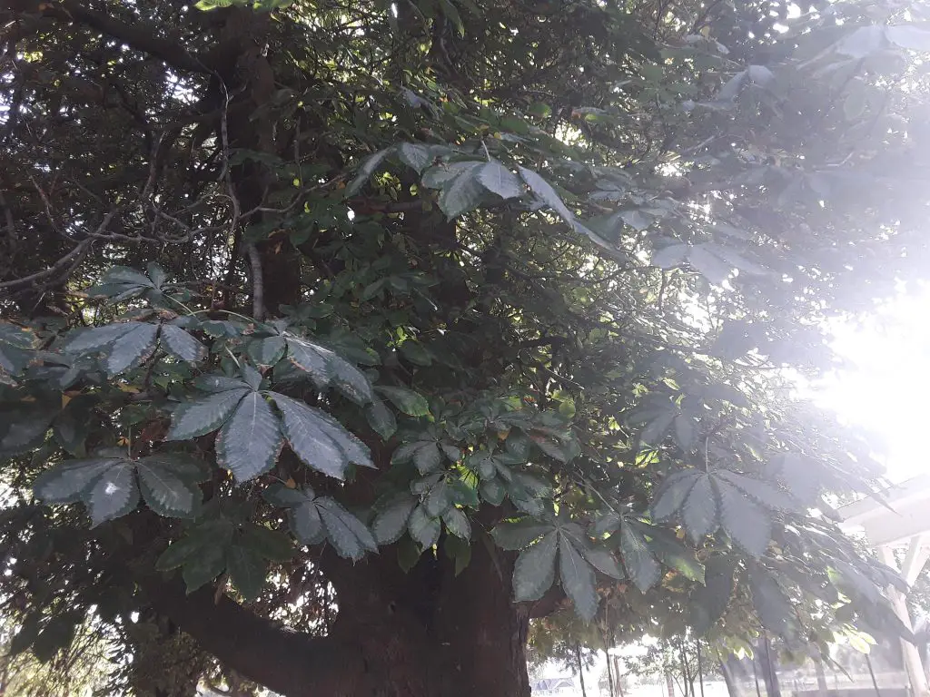 Horse chestnut tree in sunlight