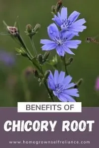 Benefits of Chicory Root