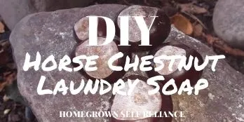 DIY Horse Chestnut laundry soap