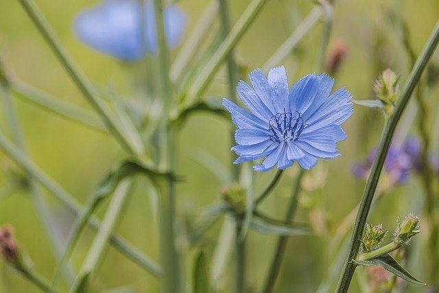 Foraging chicory