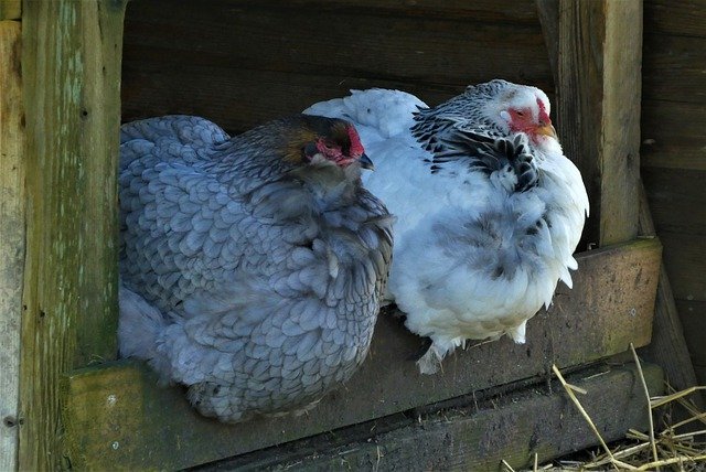 Cochin chickens are the ultimate "fluffy butts"