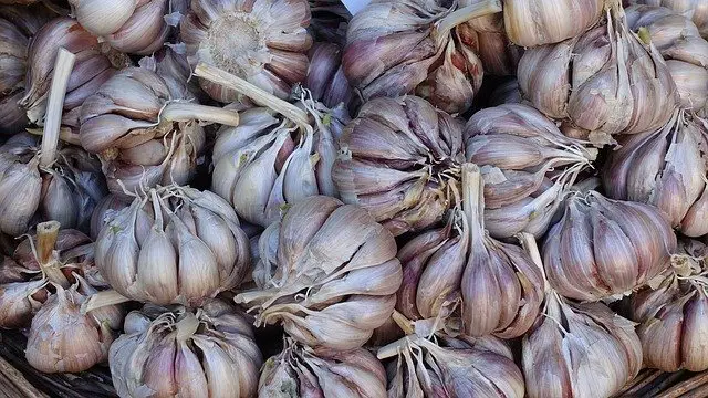 Garlic ready to be planted