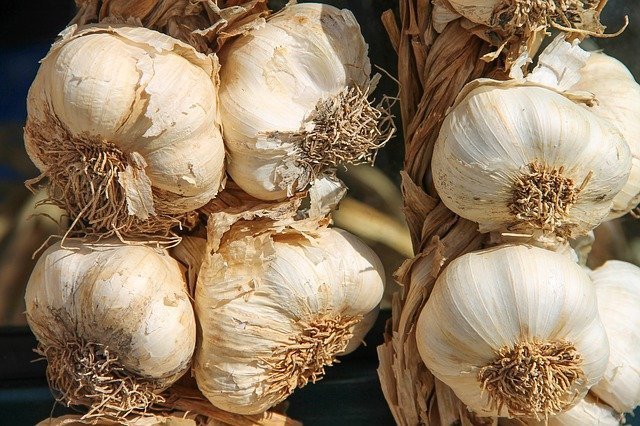 Garlic braids are an attractive and effective storage method