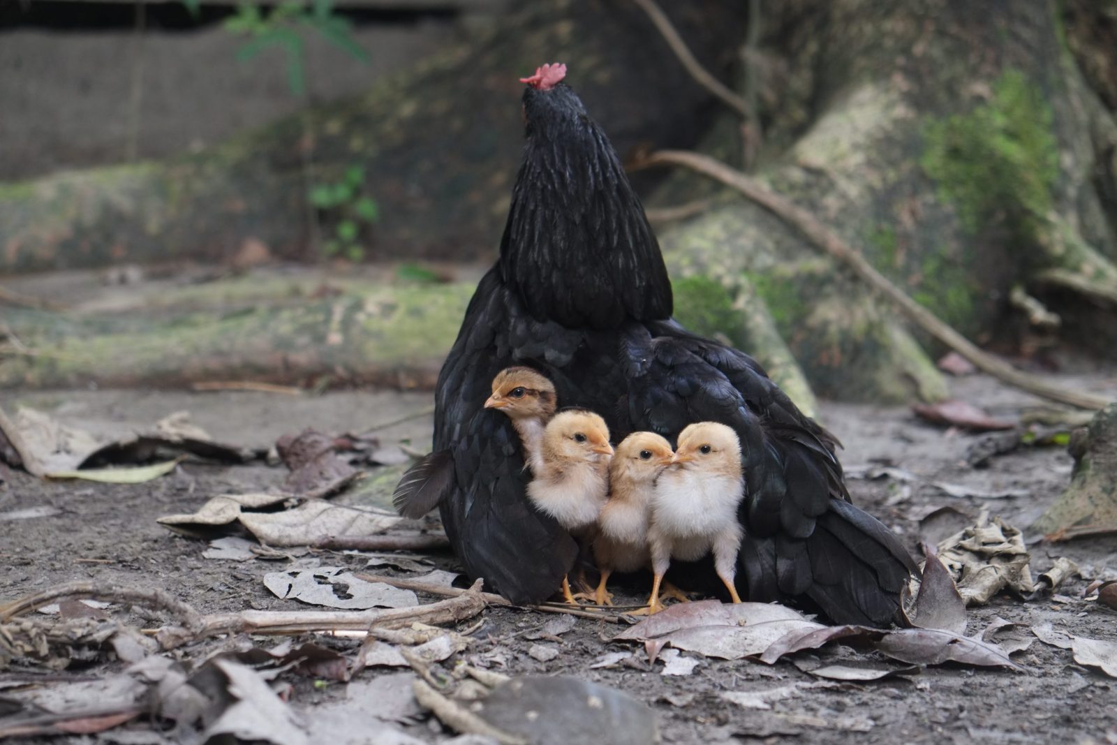 Australorps are known to be broody