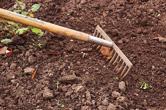 Preparing the soil for growing garlic