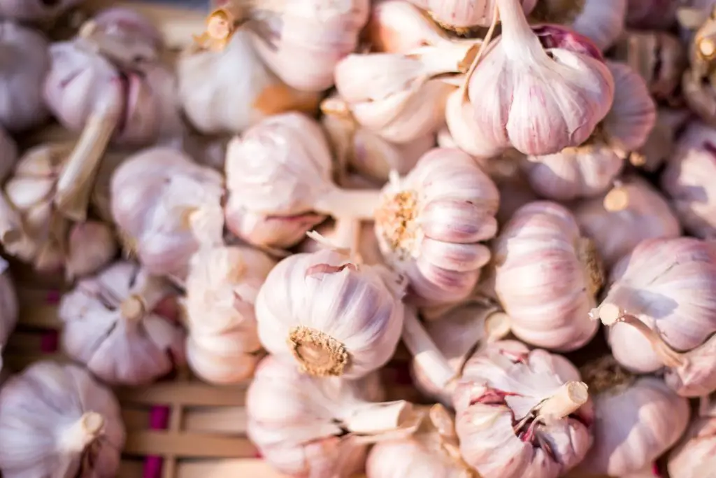 Growing garlic on the homestead is easy, and can be profitable