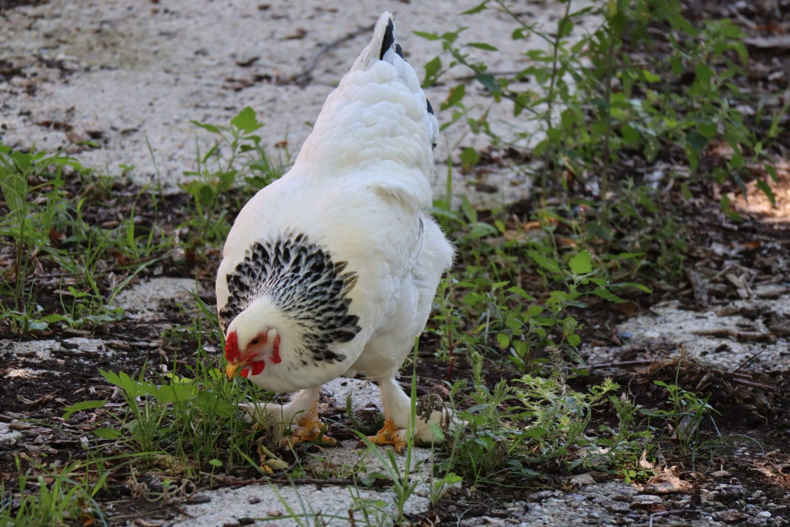 Brahmas are one of the largest chickens