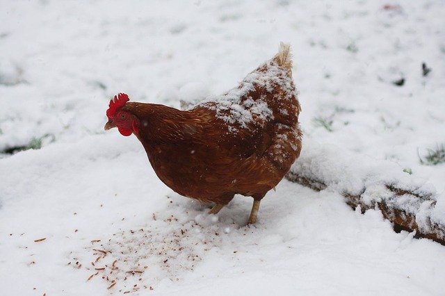 Should you start heating your chicken coop in winter?