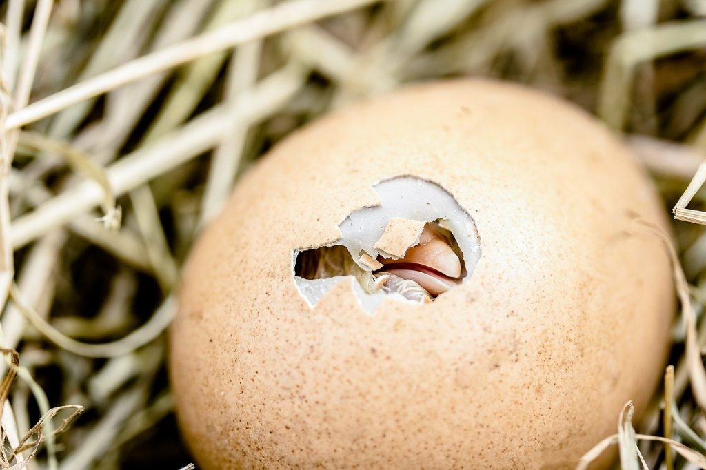 Egg hatching in nest