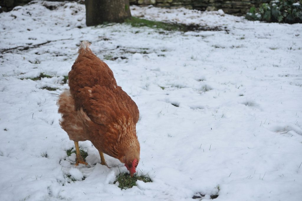Chicken in snow