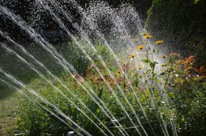 An efficient watering system is important in high desert gardening.