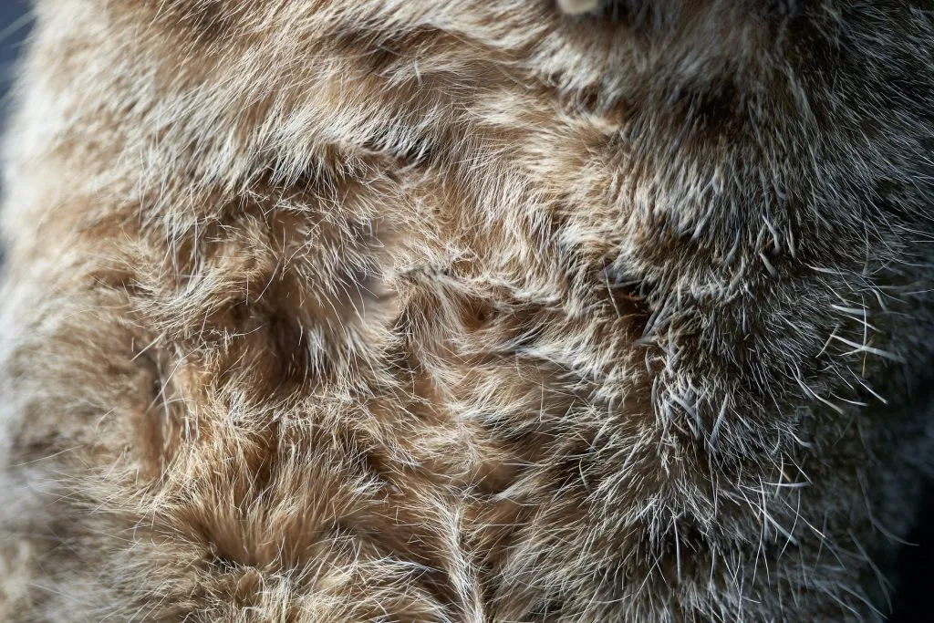 How to Tan a Rabbit Hide – Mother Earth News