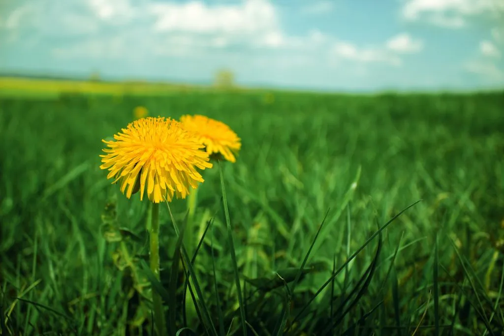Dandelions are useful little weeds - don't spray them!