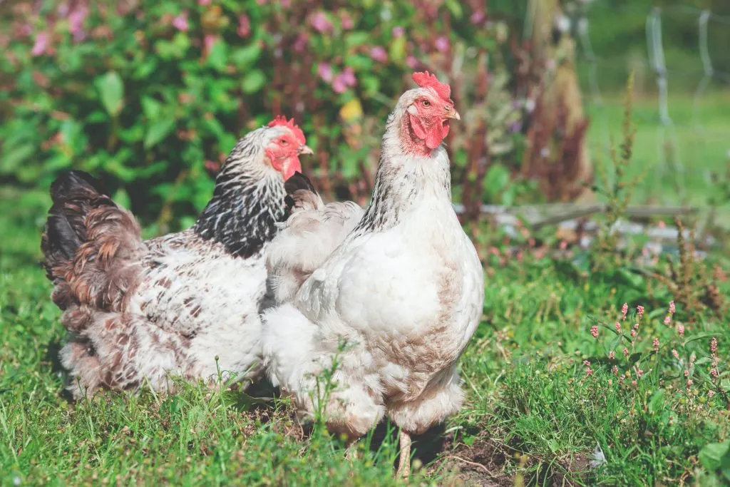 Chickens top the list of the best farm animals to raise.