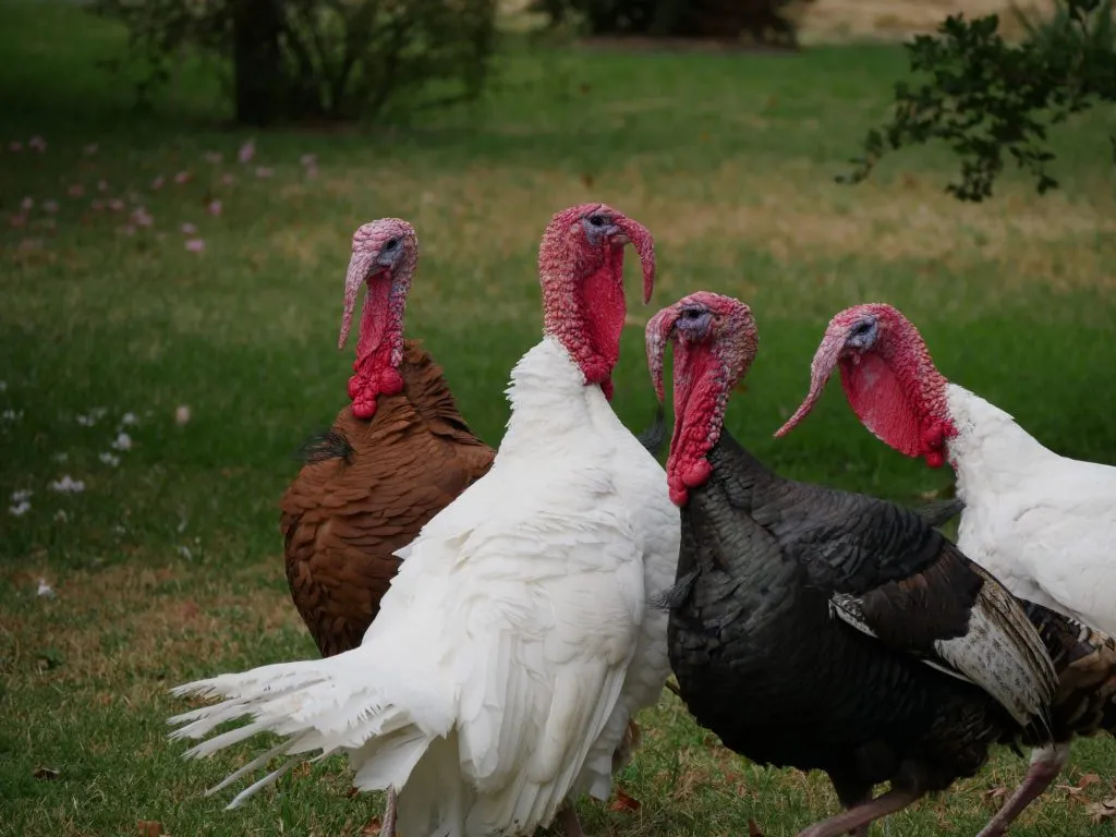 Turkeys are a great addition to the farm