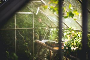 Greenhouse gardening can extend your growing season