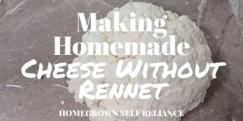 Making Homemade Cheese Without Rennet