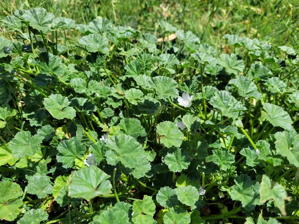 Common mallow is valuable as a wild edible and medicinal.