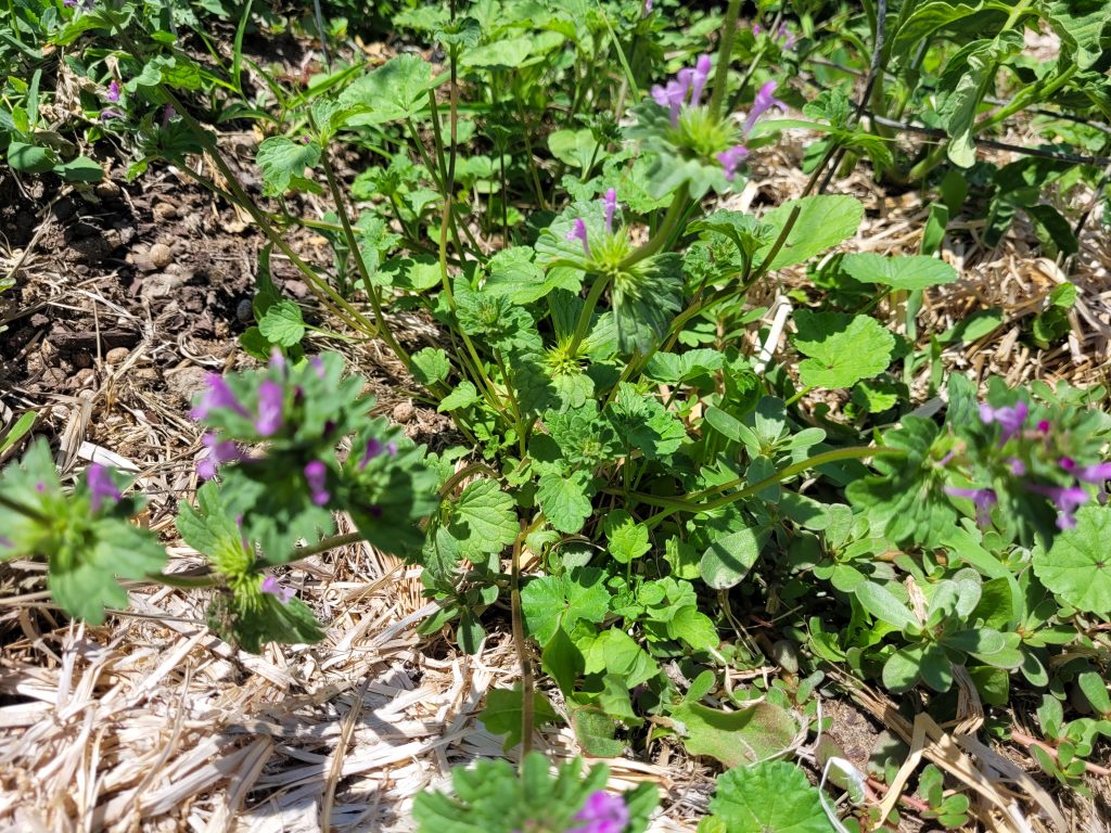 You can forage a wild greens salad with purple dead nettle.