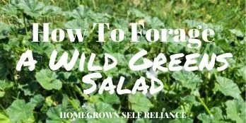 How to Forage a Wild Greens Salad