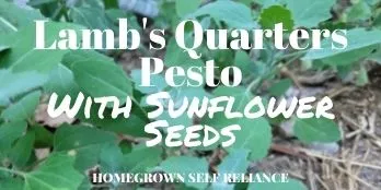 Lamb's Quarters Pesto with Sunflower Seeds