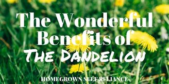 The wonderful benefits of the dandelion